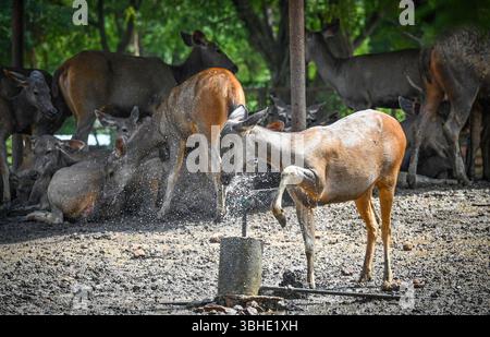 Nuova Delhi, India. 9 giugno 2025. NUOVA DELHI, INDIA - 9 GIUGNO: Il cervo sambar beve acqua da un irrigatore per battere il caldo al National Zoological Park popolarmente conosciuto come Delhi Zoo il 9 giugno 2025 a nuova Delhi, India. (Foto di Sanchit Khanna/Hindustan Times/Sipa USA) credito: SIPA USA/Alamy Live News Foto Stock