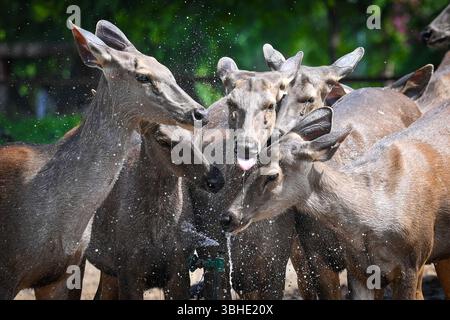 Nuova Delhi, India. 9 giugno 2025. NUOVA DELHI, INDIA - 9 GIUGNO: Il cervo sambar beve acqua da un irrigatore per battere il caldo al National Zoological Park popolarmente conosciuto come Delhi Zoo il 9 giugno 2025 a nuova Delhi, India. (Foto di Sanchit Khanna/Hindustan Times/Sipa USA) credito: SIPA USA/Alamy Live News Foto Stock