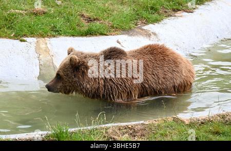 Lo zoo di Whipsnade ospita quattro orsi bruni europei. Cenerentola fu raggiunta da Mana, Minion e Naya nell'aprile 2023 ... Foto Stock