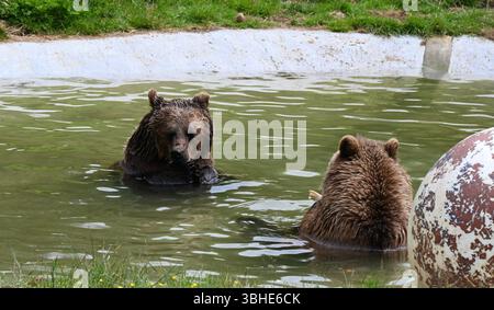 Lo zoo di Whipsnade ospita quattro orsi bruni europei. Cenerentola fu raggiunta da Mana, Minion e Naya nell'aprile 2023 ... Foto Stock