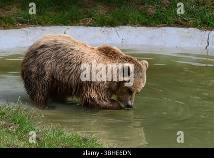 Lo zoo di Whipsnade ospita quattro orsi bruni europei. Cenerentola fu raggiunta da Mana, Minion e Naya nell'aprile 2023 ... Foto Stock