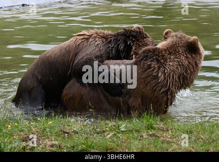 Lo zoo di Whipsnade ospita quattro orsi bruni europei. Cenerentola fu raggiunta da Mana, Minion e Naya nell'aprile 2023 ... Foto Stock