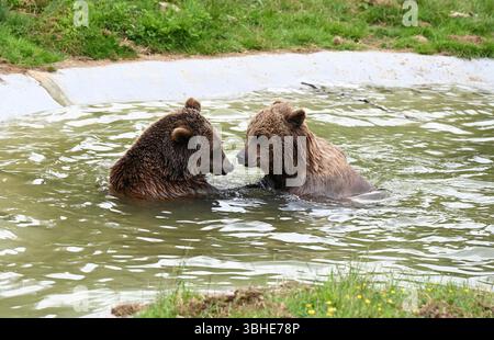 Lo zoo di Whipsnade ospita quattro orsi bruni europei. Cenerentola fu raggiunta da Mana, Minion e Naya nell'aprile 2023 ... Foto Stock