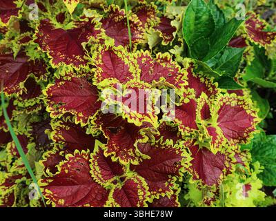 Foto delle colorate piante da giardino: Coleus rosso-giallo brillante e fiori Pentas rosa chiaro e chiaro Foto Stock