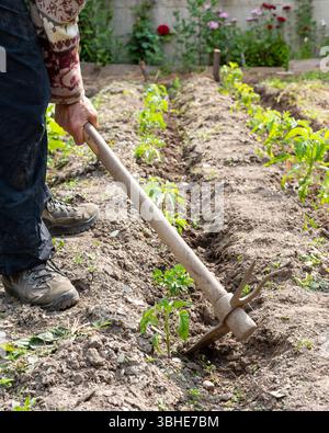 Lavorazione manuale del terreno con zappa in una coltivazione di pomodori. Lavori di giardinaggio in primavera. Agricoltura tradizionale. Foto Stock