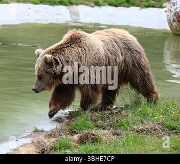 Lo zoo di Whipsnade ospita quattro orsi bruni europei. Cenerentola fu raggiunta da Mana, Minion e Naya nell'aprile 2023 ... Foto Stock