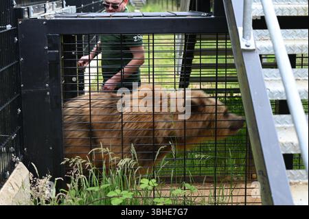 Lo zoo di Whipsnade ospita quattro orsi bruni europei. Cenerentola fu raggiunta da Mana, Minion e Naya nell'aprile 2023 ... Foto Stock