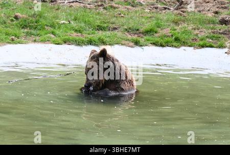 Lo zoo di Whipsnade ospita quattro orsi bruni europei. Cenerentola fu raggiunta da Mana, Minion e Naya nell'aprile 2023 ... Foto Stock