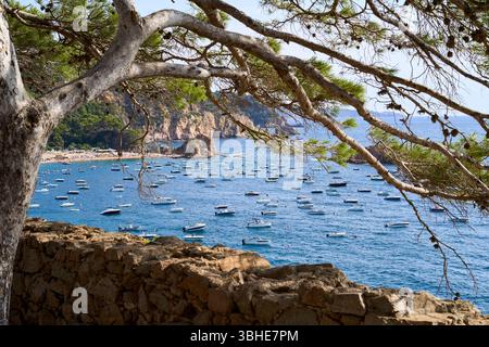 Una vista panoramica della costa di Tossa de Mar, piena di barche in mare, incorniciata da un ramo d'albero. Foto Stock