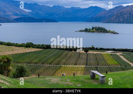 Fotografia dei vigneti Rippon sulle rive del lago Wanaka, Glendhu Bay, Wanaka, nuova Zelanda. Foto Stock