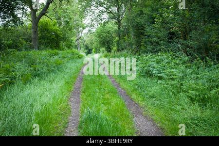 Un sentiero di ponte erboso attraverso lussureggianti boschi verdi nel Regno Unito, circondato da alberi, felci e fitta vegetazione. Foto Stock