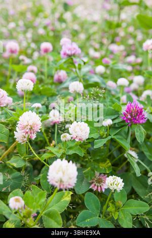 Prato di fiori selvatici nell'Oxfordshire, Regno Unito, con trifoglio rosso e bianco (Trifolium pratense) in fiore Foto Stock