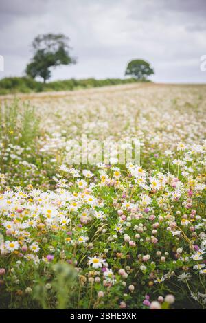 Prato di fiori selvatici pieno di margherite a occhio di bue (Leucanthemum vulgare) nella campagna dell'Oxfordshire, Regno Unito Foto Stock