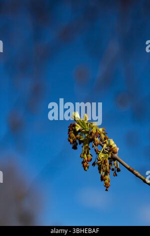 Boccioli verdi e rossi freschi di un albero d'acero catturato dalla forte luce del sole, isolato su un morbido sfondo blu. Design pulito e minimalista. Foto Stock