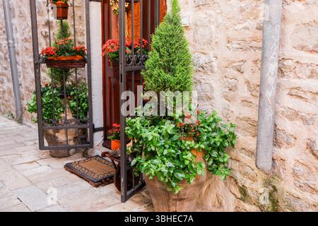 Piantatrice di terracotta con vegetazione lussureggiante e fiori accanto al cancello di ferro vintage. Il fascino della strada mediterranea, il decor del giardino e l'eleganza rustica. Foto Stock