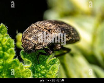 Immagine ravvicinata di uno scarabeo a scatto marrone chiazzato arroccato su una foglia verde in un ambiente naturale vivace. Foto Stock