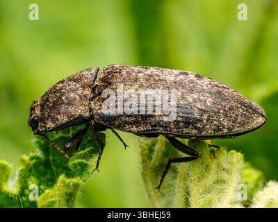 Immagine ravvicinata di uno scarabeo a scatto marrone chiazzato arroccato su una foglia verde in un ambiente naturale vivace. Foto Stock
