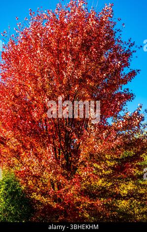 Un albero d'acero rosso brillante che riempie la cornice contro un cielo blu Foto Stock