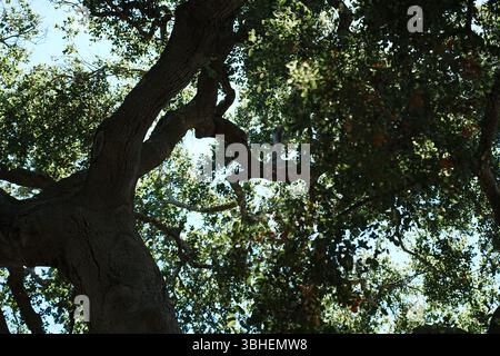 Albero di quercia Foto Stock