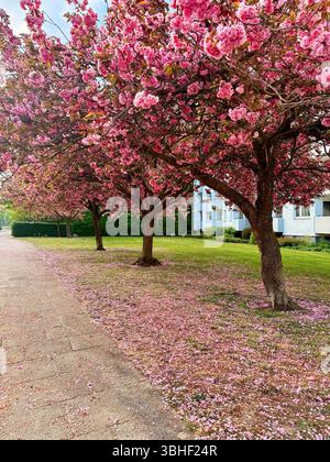 bellissimi fiori di pino rosa in fiore Foto Stock