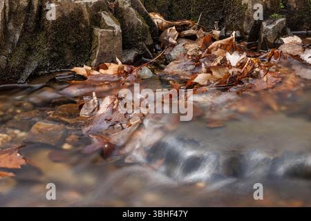 Un dolce ruscello boschivo scorre su rocce e foglie autunnali, con pietre ricoperte di muschio che aggiungono consistenza a questa tranquilla cornice naturale del fondo forestale. Foto Stock