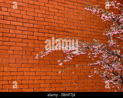 I fiori di ciliegio si stagliano sullo sfondo di un muro di mattoni rossi nel quartiere Fairmount di Filadelfia. Foto Stock