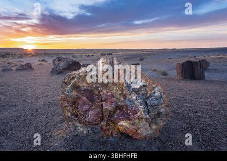 Nel Petrified Forest National Park, gli alberi trasformati in pietra da minerali, acqua e tempo (fino a centinaia di milioni di anni) punteggiano il paesaggio. Foto Stock