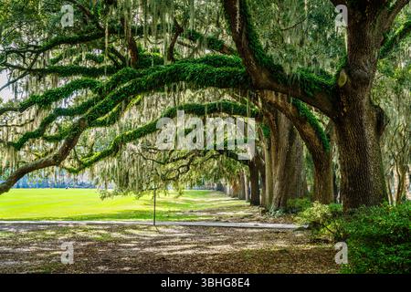Vicolo panoramico fiancheggiato da querce meridionali nel Forsyth Park, nel quartiere storico di Savannah, Georgia Foto Stock