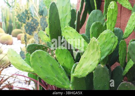 Fondo vegetale di cactus fico d'India. Foto Stock