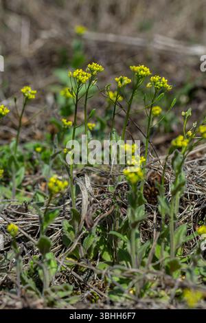 Fiori gialli di legno Draba fioriscono in un'area boschiva circondata da verde vegetale che segnala l'arrivo della primavera e la rinascita della natura. Foto Stock