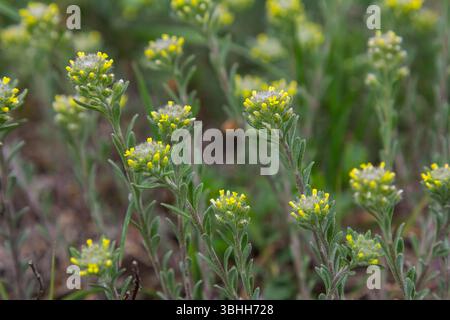 Pallido Madwort emerge dal suolo con ammassi di piccoli fiori gialli che aggiungono colori vivaci ai suoi dintorni terrosi in un ambiente lussureggiante duraturo Foto Stock