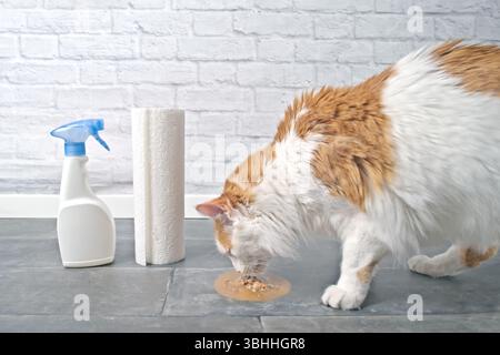 Gatto di Tabby che guarda il vomito sul pavimento accanto ai prodotti per la pulizia. Immagine orizzontale con messa a fuoco selettiva. Foto Stock