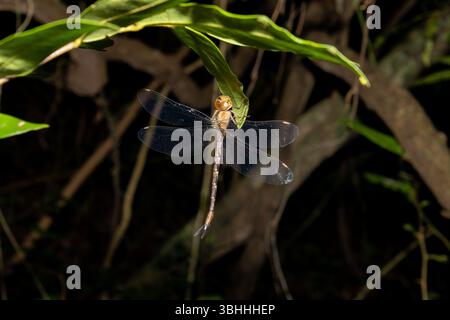 dragonfly hanging from a leaf Foto Stock