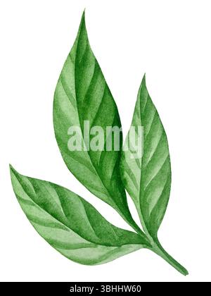 Fiori da giardino rosa isolati su sfondo bianco, illustrazione ad acquerello. Bouquet floreale rosa, bordo di peonie Bordeaux. ortensia lilla, telaio Foto Stock