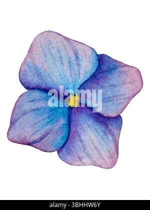 Fiori da giardino rosa isolati su sfondo bianco, illustrazione ad acquerello. Bouquet floreale rosa, bordo di peonie Bordeaux. ortensia lilla, telaio Foto Stock