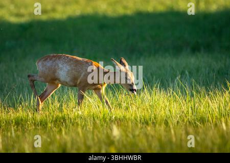 Un giovane capriolo cammina attraverso un prato verde, giorno di primavera, Nowiny, Polonia orientale Foto Stock