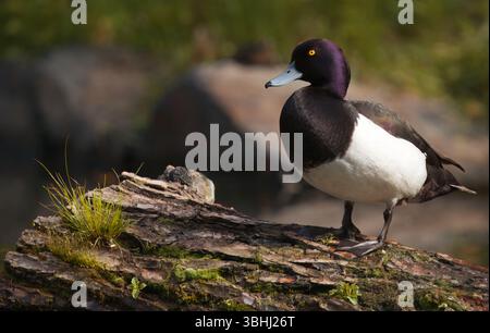 Anatra maschio con tufting o Pochard con tufto, Aythya Fuligula che riposa su un tronco d'albero caduto circondato da vegetazione lussureggiante e acque calme, mostrando il suo distintivo Foto Stock
