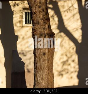 Un grande albero proietta intricate ombre su una parete intemprata, illuminata dalla calda luce del sole che tramonta Foto Stock