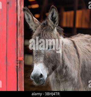 asino in un fienile rosso in una fattoria Foto Stock