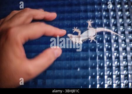 Un geco ascende la finestra di vetro smerigliato mentre una mano la raggiunge, mostrando una vista unica in Spagna durante il giorno. Foto Stock