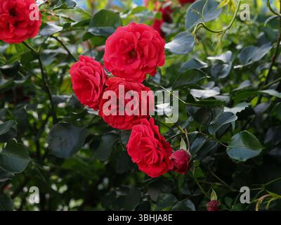 un cespuglio di rose rosse in fiore in un ambiente naturale, in pieno fiore da vicino, fiori romantici ed eleganti, intimo e delicato, attenzione selettiva Foto Stock