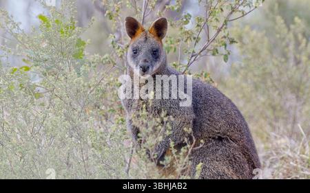 Un wallaby pallido grigio e marrone palude (Wallabia bicolor) guarda nella fotocamera che alimenta i cespugli del parco nazionale Brisbane Ranges, Victoria, Australia Foto Stock