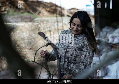 Woman osserva le diramazioni di alloro di Bay in aria aperta prima dell'elaborazione. Foto Stock