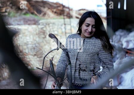 Woman osserva le diramazioni di alloro di Bay in aria aperta prima dell'elaborazione. Foto Stock