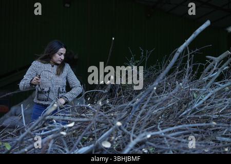Woman osserva le diramazioni di alloro di Bay in aria aperta prima dell'elaborazione. Foto Stock