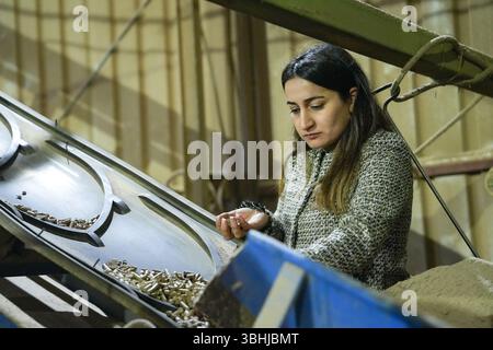 Woman osserva le diramazioni di alloro di Bay in aria aperta prima dell'elaborazione. Foto Stock