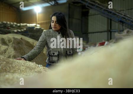 Woman osserva le diramazioni di alloro di Bay in aria aperta prima dell'elaborazione. Foto Stock