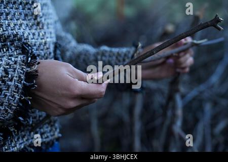 Woman osserva le diramazioni di alloro di Bay in aria aperta prima dell'elaborazione. Foto Stock