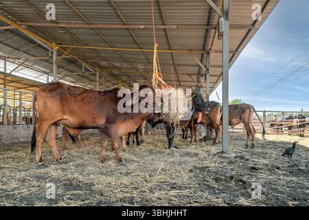 Bruno, mucchio di bestiame con lunghe orecchie penduliche in un fienile rurale, sta mangiando fieno da un alimentatore sospeso. Sul terreno è visibile anche un pollo. Foto Stock