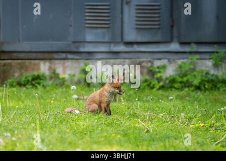 Urban Fox. Due cuccioli di volpe rosse seduti di fronte a una sottostazione elettrica. Cuccioli di volpe urbani che esplorano il giardino. Foto Stock